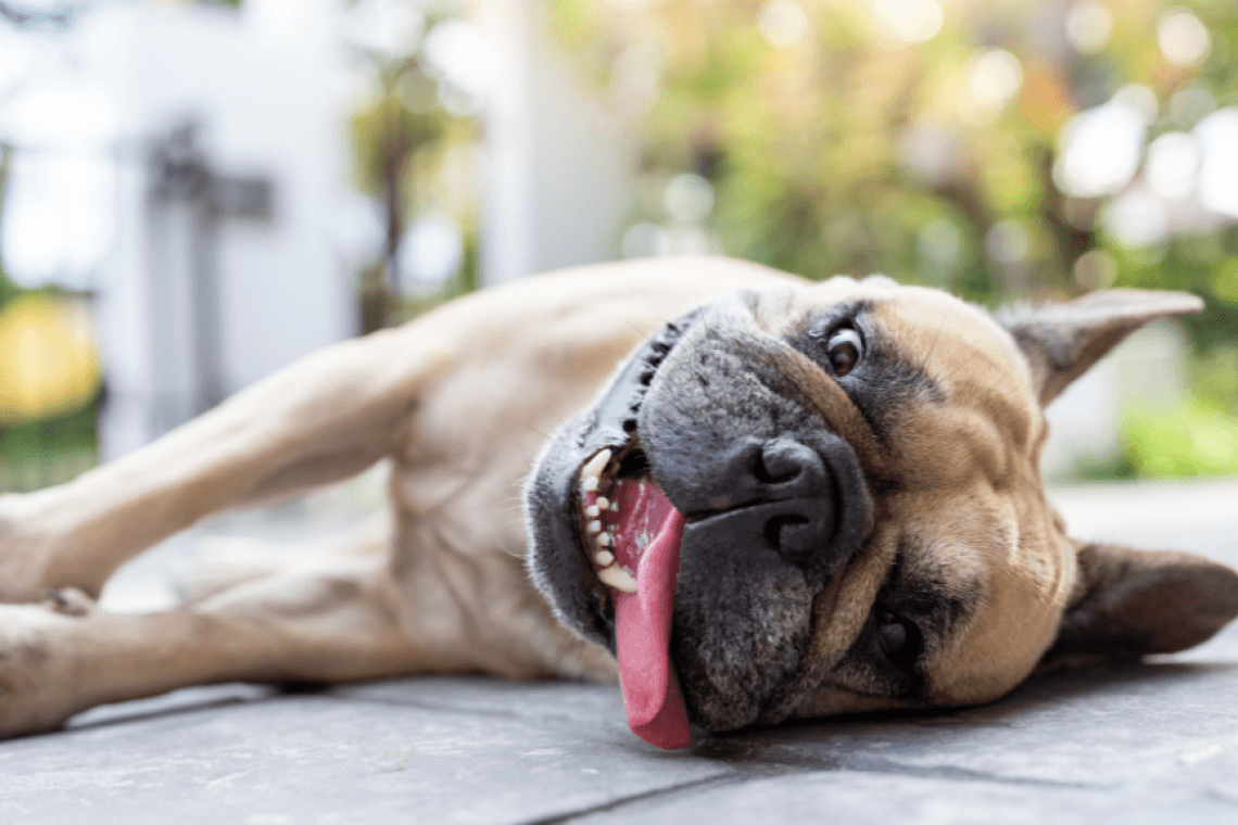 Canicule : conseils pour aider votre animal de compagnie à rester au frais